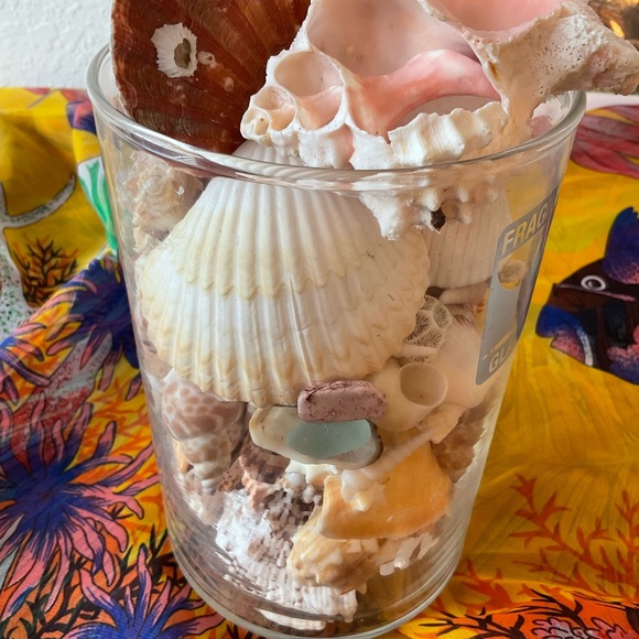 Seashells collected  from Pacific Islands. Organic cleaning.  No chemicals. - Picture 6 of 7